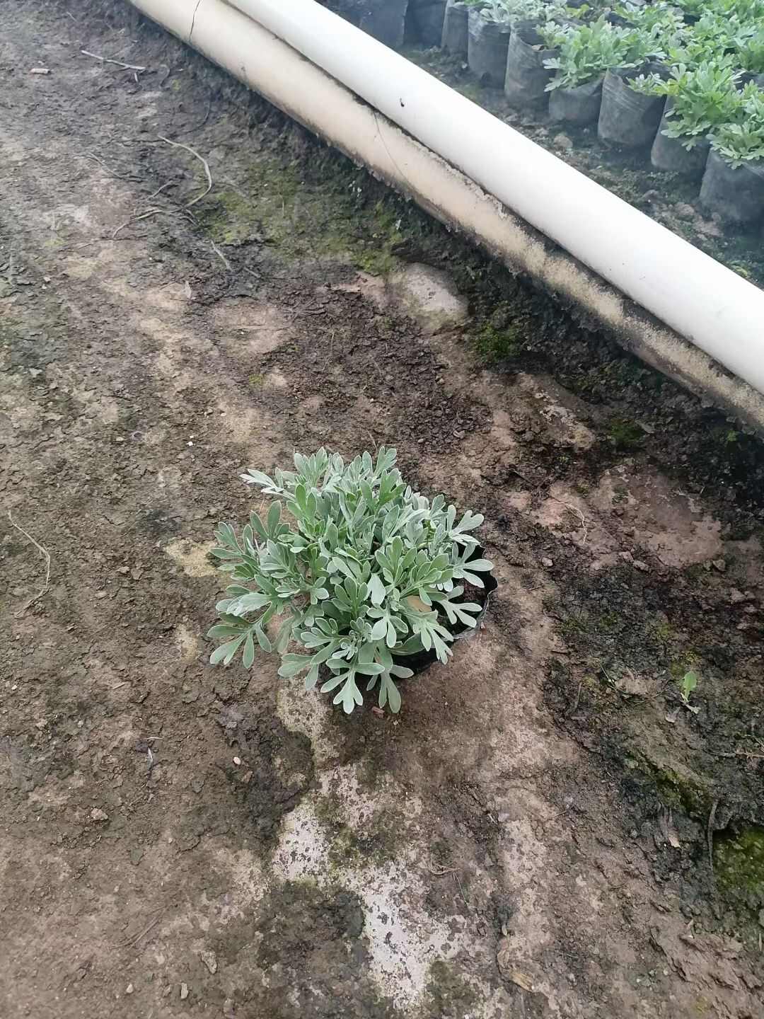 精品芙蓉菊 基地自产自销