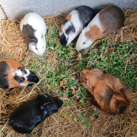 新沂市自家繁殖荷兰猪