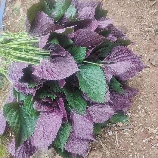 南宁新鲜紫苏