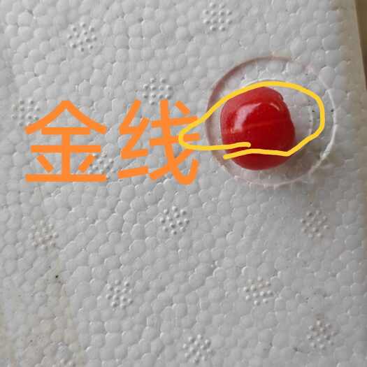 冕宁县金丝樱桃