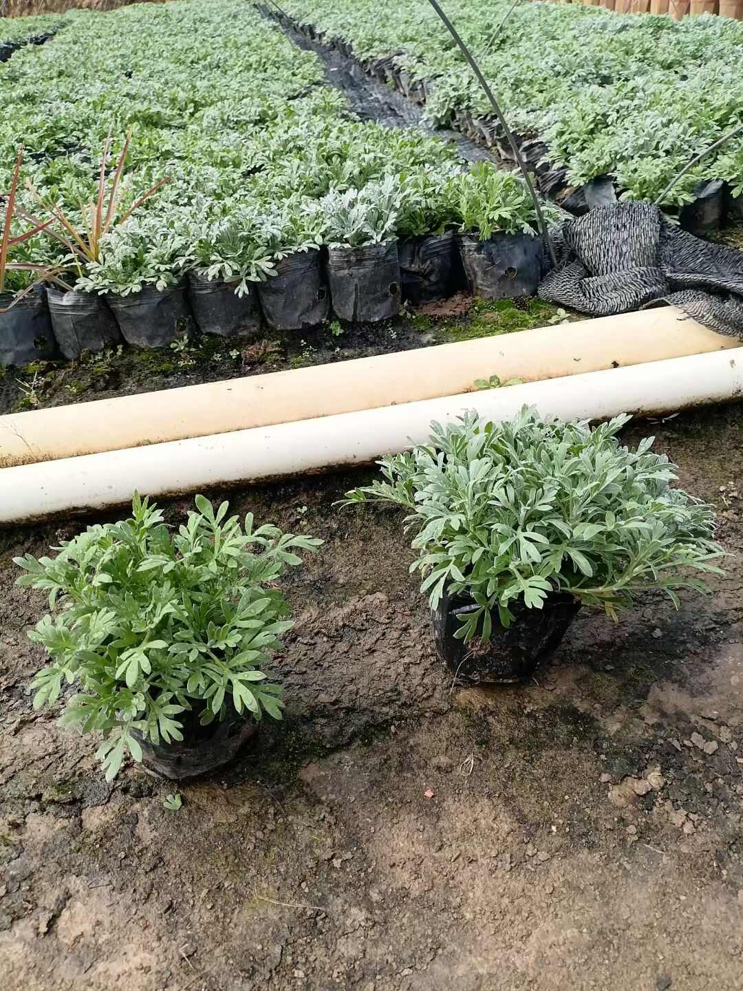 精品芙蓉菊 基地自产自销