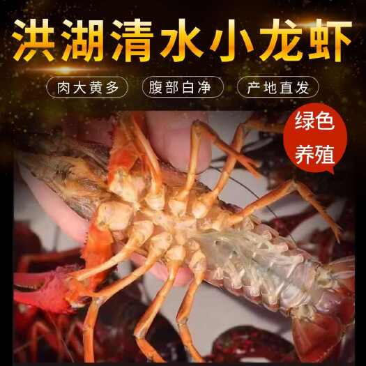 洪湖市湖北小龙虾鲜活小龙虾青壳红壳新鲜清水小龙虾一整箱大虾活虾批发