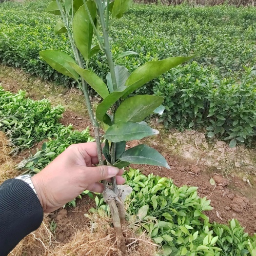 沃柑苗