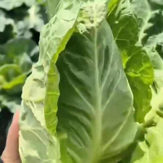 嘉鱼县尖包菜