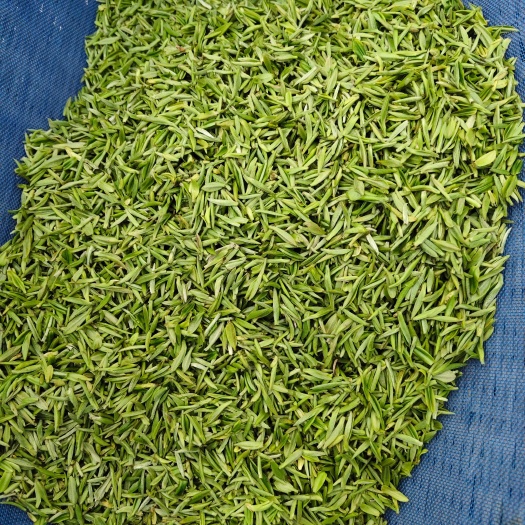 光山县毛尖茶，山茶，纯芽，无化肥无农药，自然生长，明前小芽。