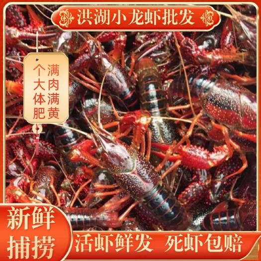 洪湖市鲜活小龙虾清水特大中青中红青壳虾红壳虾新鲜水产批发