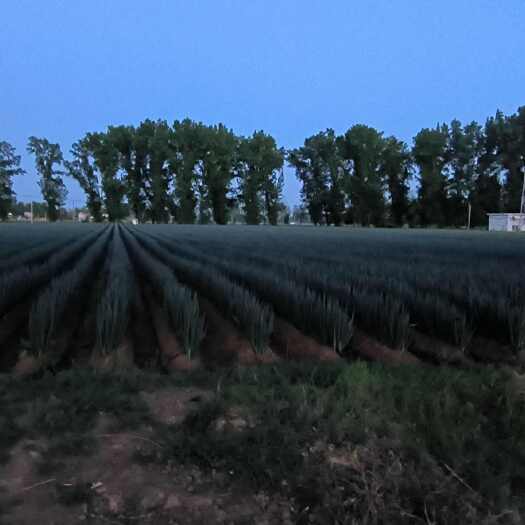 南阳河南南阳铁杆大葱新鲜采摘产地直发葱白长味道香