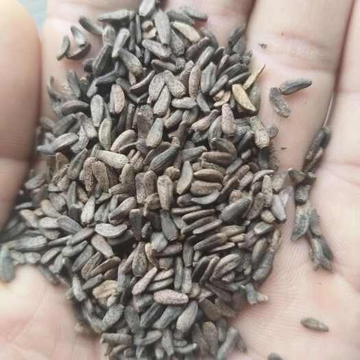 安国市新产大力子种子 牛蒡子 一年生 好种易管 牛蒡种子
