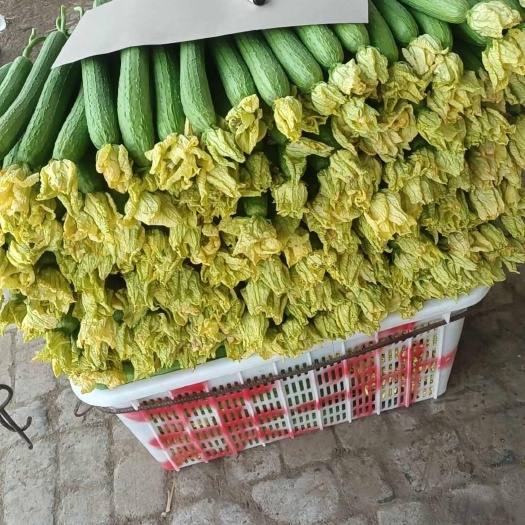 濮阳县我们这里是全国丝瓜种值主产区，货量充足，质量保证，发往全国各