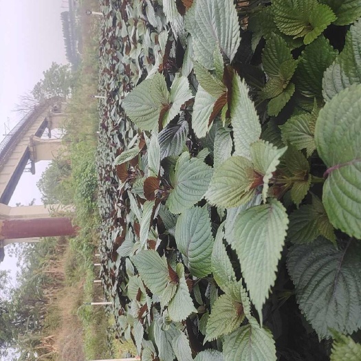 南宁新鲜紫苏