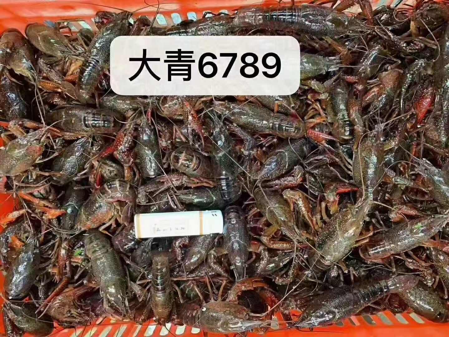 湖北荆州洪湖新鲜青虾水产批发现捞活虾