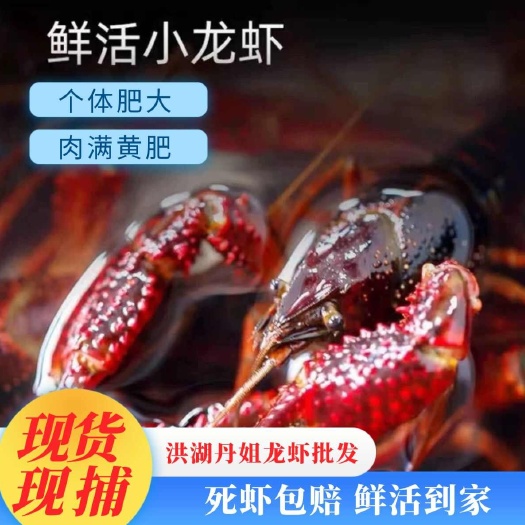 洪湖市湖北荆州洪湖新鲜青虾水产批发现捞活虾