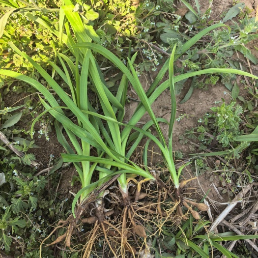 保定曲阳直发优质大花萱草苗木花草批发零售