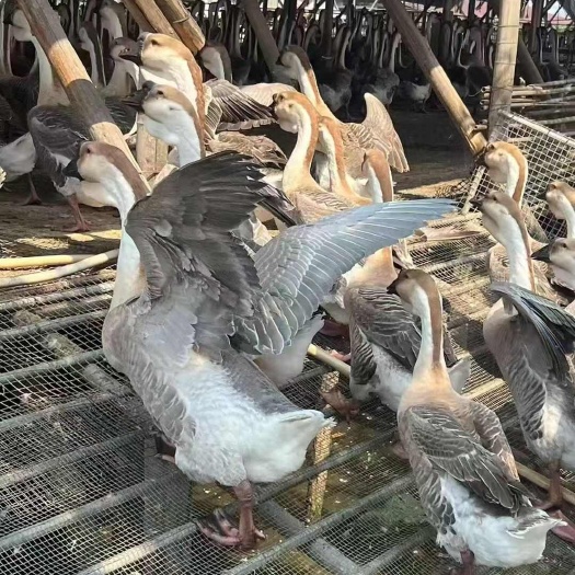 佛山黑棕鹅，鸡鸭鹅一手货源批发