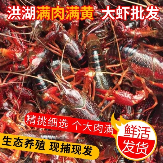 清水养殖小龙虾鲜活青壳虾红壳虾源头基地批发