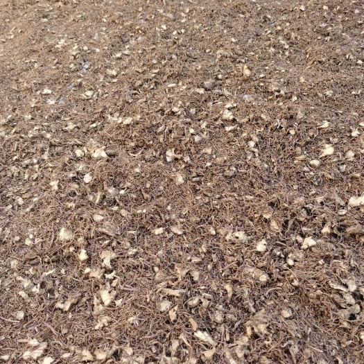 潼关县紫菀，水洗全检
