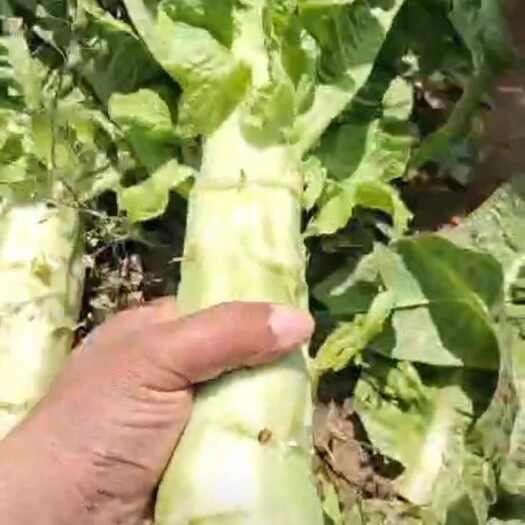郯城县精品莴苣