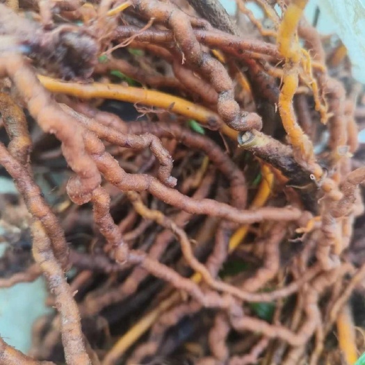 贞丰县贵州小血藤中药材专用新鲜草药茜草血见愁破血草