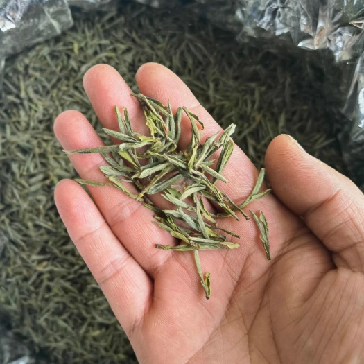 黄芽茶霍山黄芽2025 年新茶明前春茶头采安徽茶叶黄茶批发