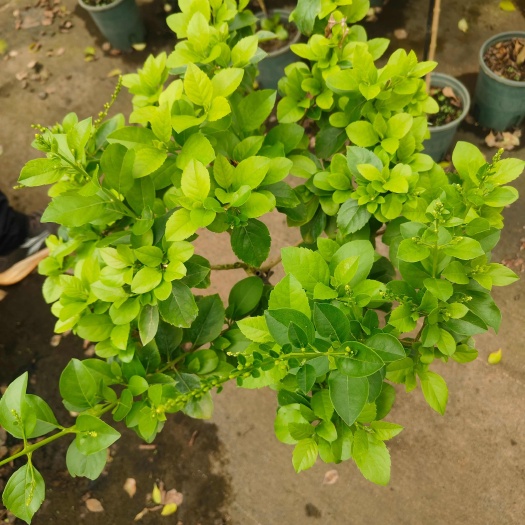白色蕾丝金露花