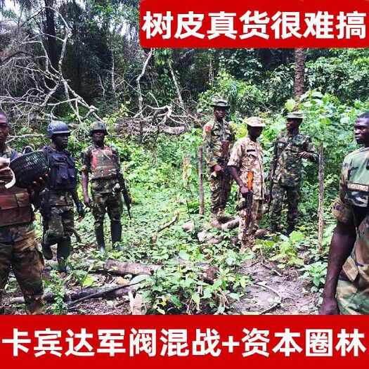 亳州【卡宾达树皮】非洲80年安哥拉卡宾达树皮不染色厚树皮包邮
