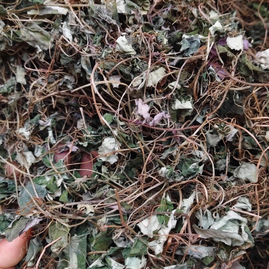三台县四川产地～金钱草 也叫  过路黄