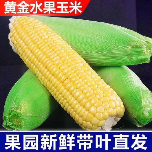 田东县广西百色超甜玉米新鲜带皮发货