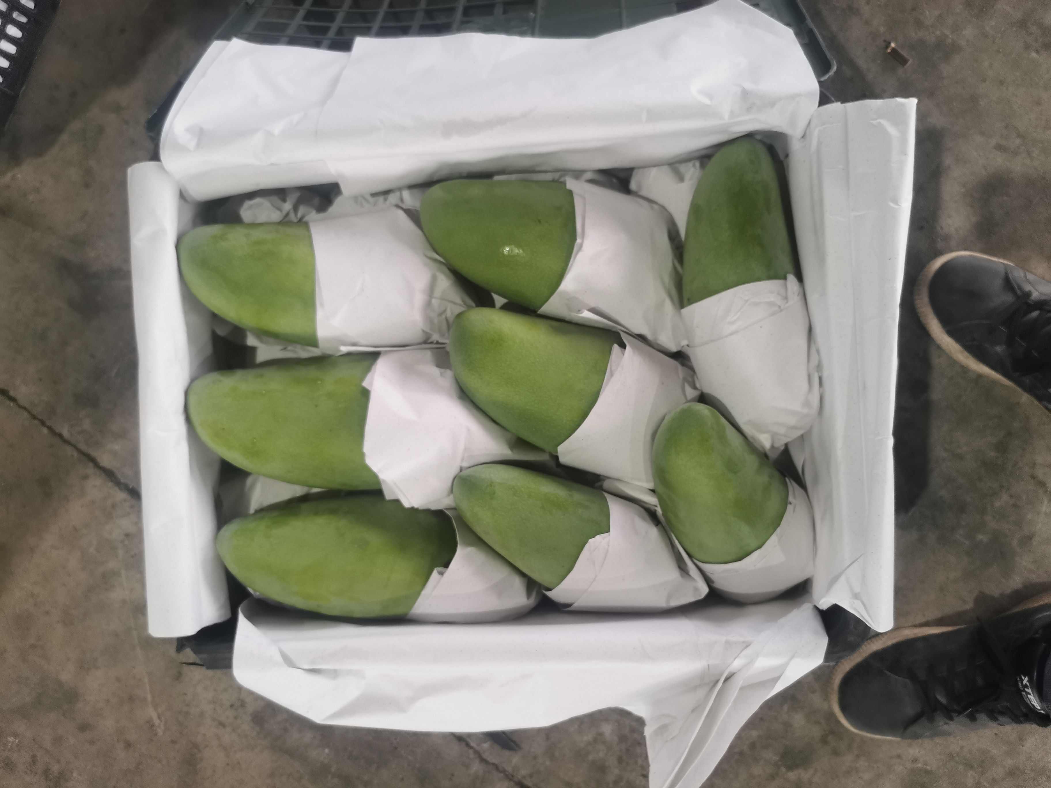 大青芒产地直发，一件带筐60斤 量大从优，一件代发，核薄肉厚