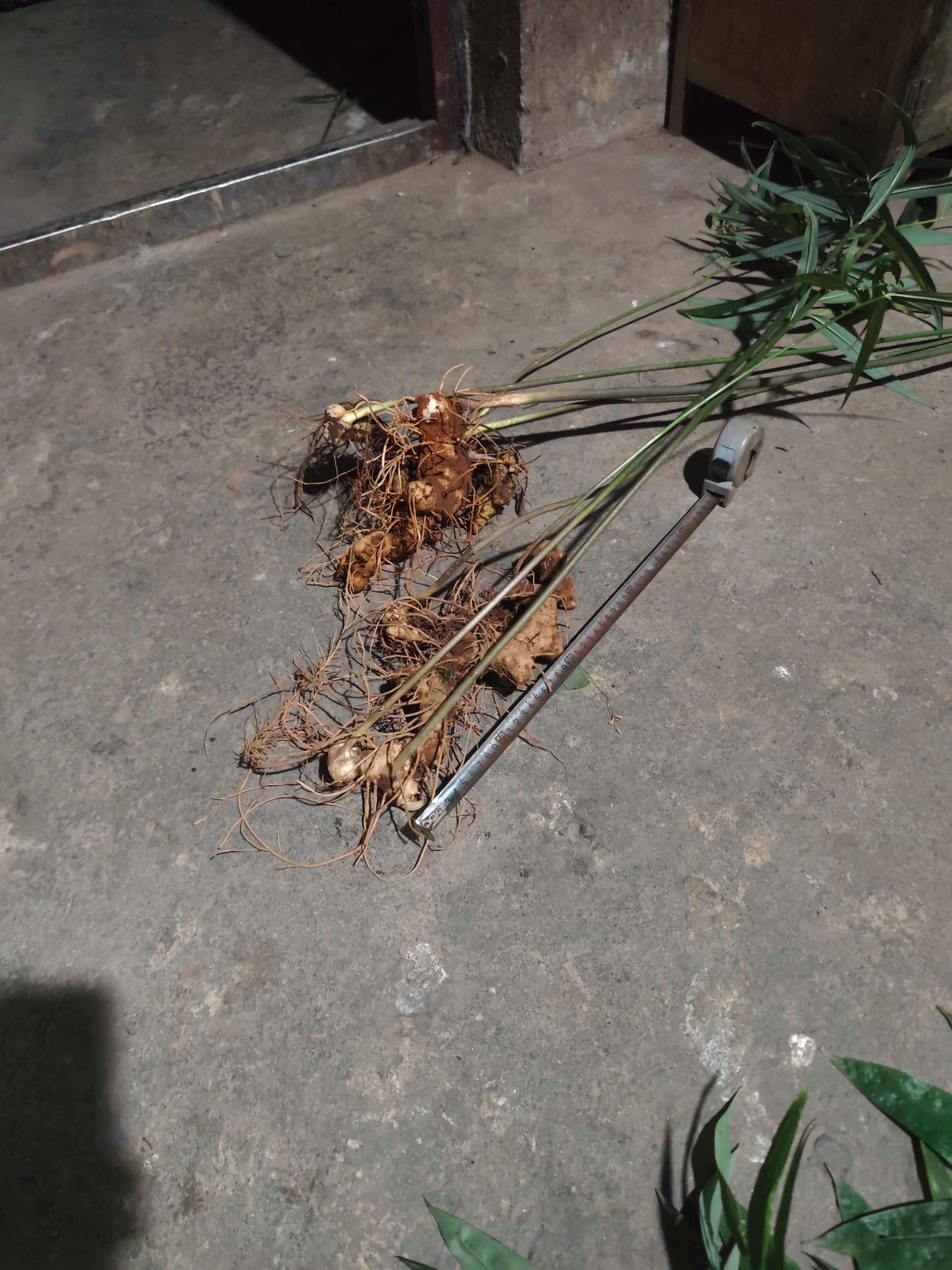 优质黄精中药材 干品滋补药材，自己上大山里挖的