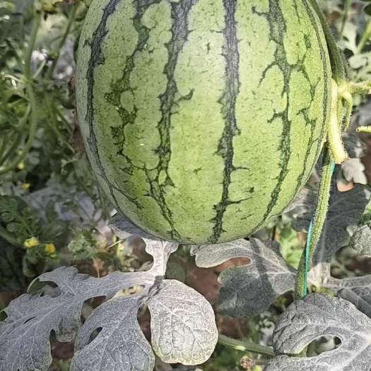 扶沟县河南扶沟精品手撕2K小吊瓜