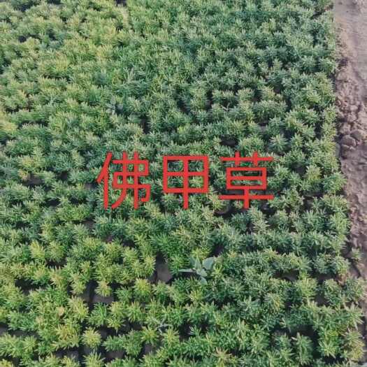 青州市佛田草