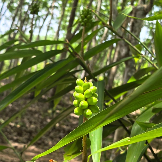 琼中县海南益智仁鲜果大量上市