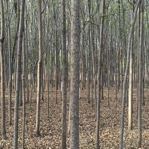 洛阳白蜡