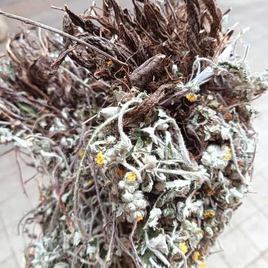 玉林翻白草