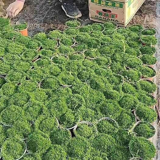青州市珍珠草