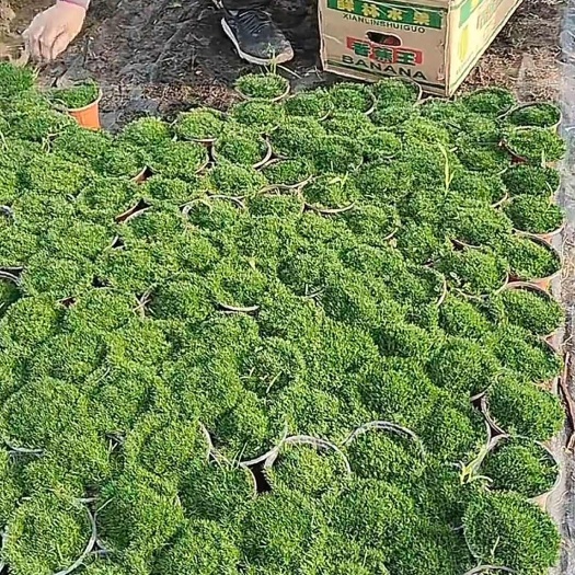 珍珠草
