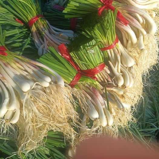 蕌头