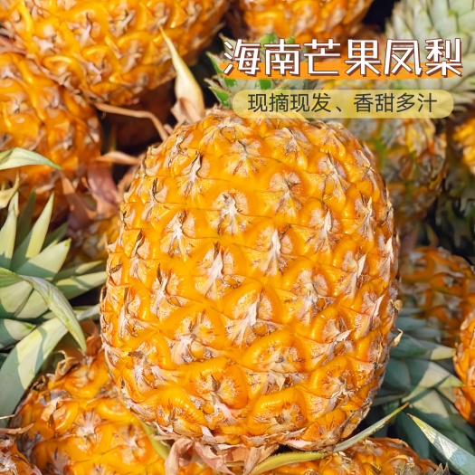 【超甜】海南芒果凤梨新鲜台农23号新鲜大菠萝现摘海南凤梨树上