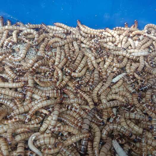 怀集县大麦活体钓鱼面包黄粉虫金龙鱼乌龟仓鼠鸟食宠物饲料虫子