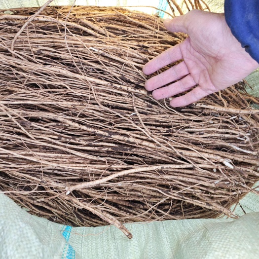 赤峰黄芪苗子