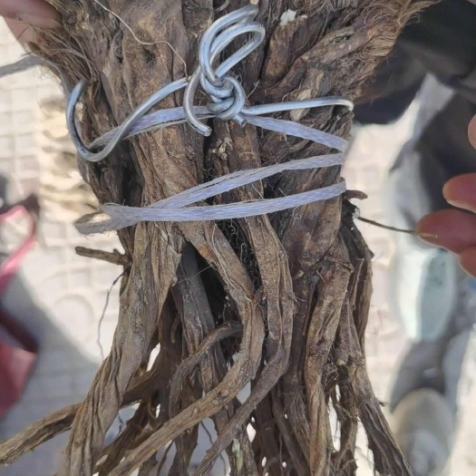 岷县秦艽甘肃产地