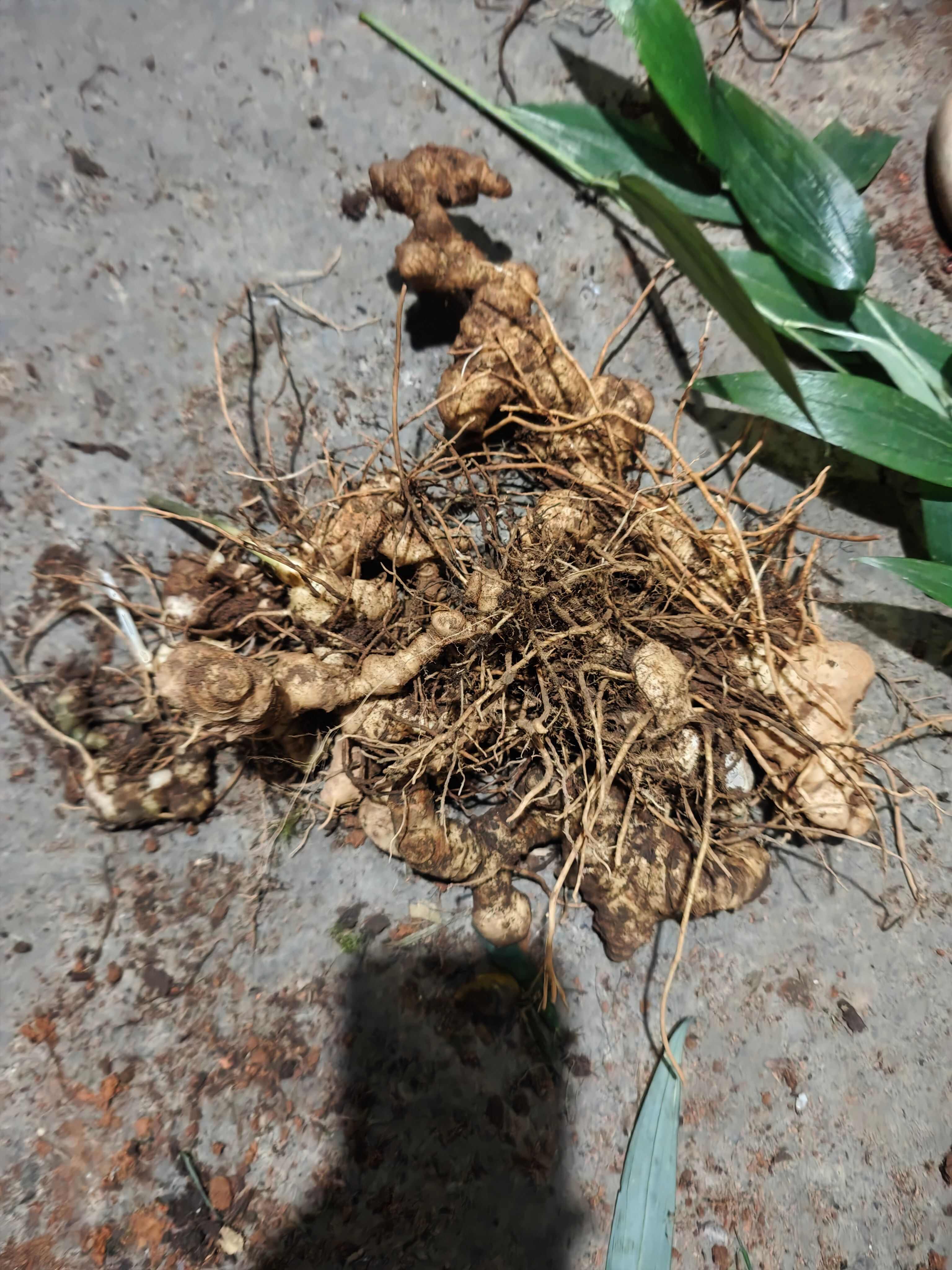 优质黄精中药材 干品滋补药材，自己上大山里挖的