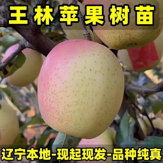 营口正品雀斑美人-王林苹果苗 品种纯真 现起现发货 成活率高
