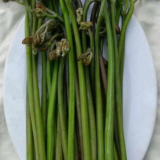 青蕨菜，绿色食材腌制青蕨菜，湖南特色