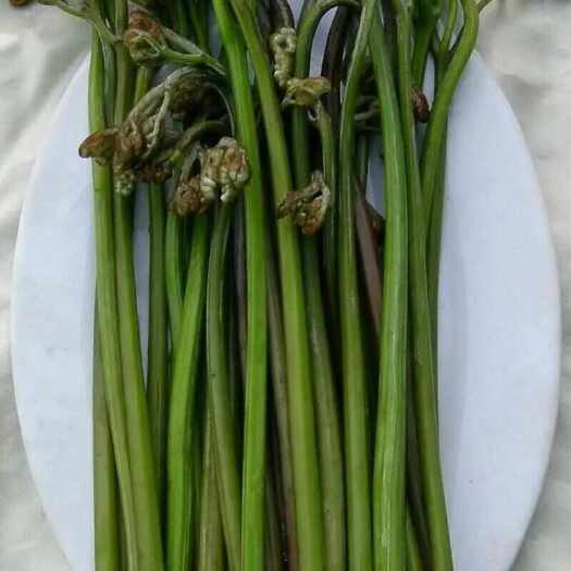 衡东县青蕨菜，绿色食材腌制青蕨菜，湖南特色