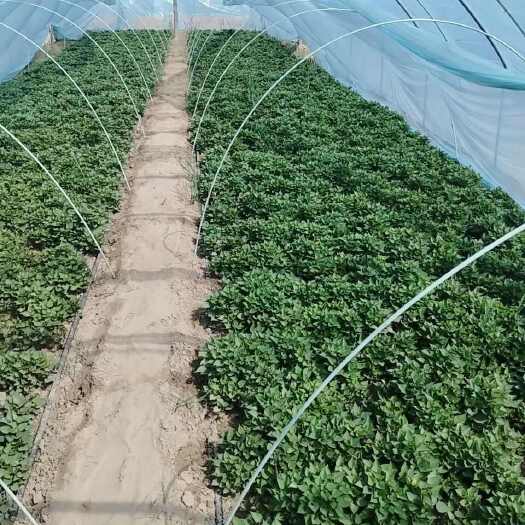 固安县冀薯26，（板栗薯），红皮黄瓤，产量高，老少皆宜，香甜可口