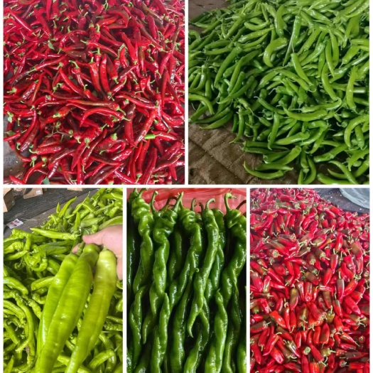 寿光市寿光新鲜上市全品类尖椒 螺丝椒 红泡椒  量大货优 产地直发