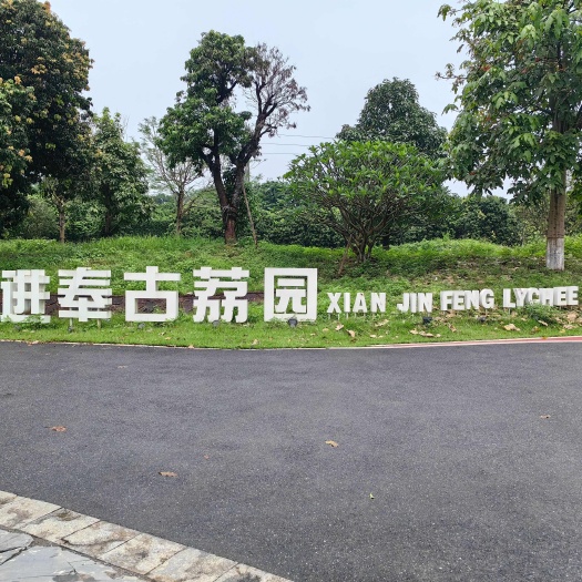 广州桂味荔枝 仙进奉荔枝 增城仙村荔枝核心产地老树荔枝荔枝园直供