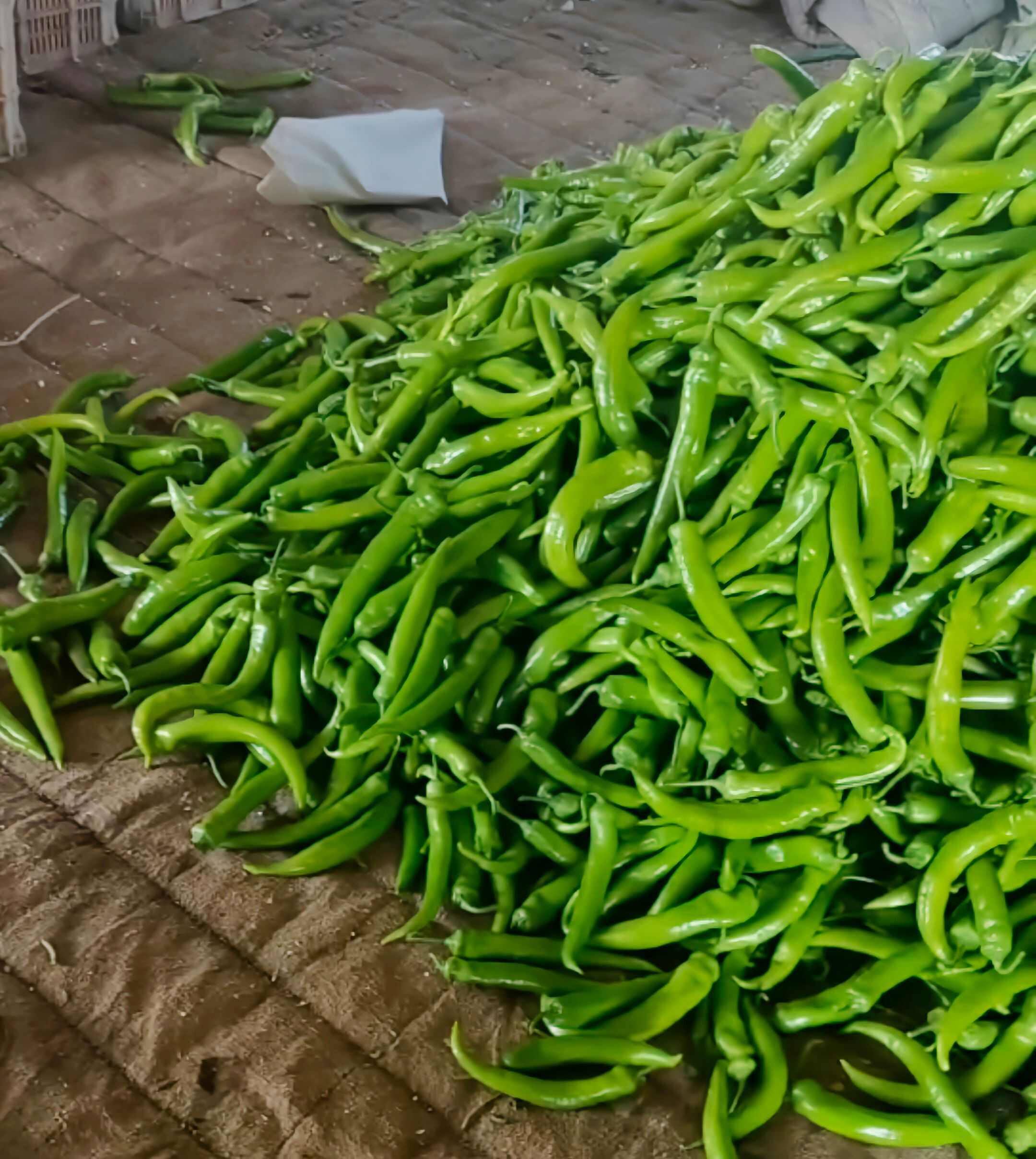 壽光新鮮上市全品類尖椒 螺絲椒 紅泡椒  量大貨優(yōu) 產(chǎn)地直發(fā)
