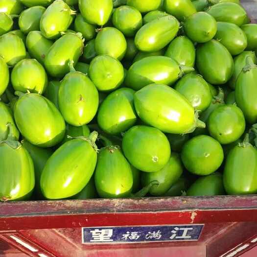 新野县青茄大量上市，有需要的老板滴滴